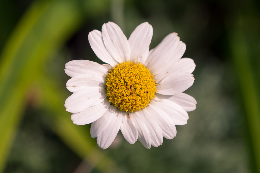 Botanics, daisy