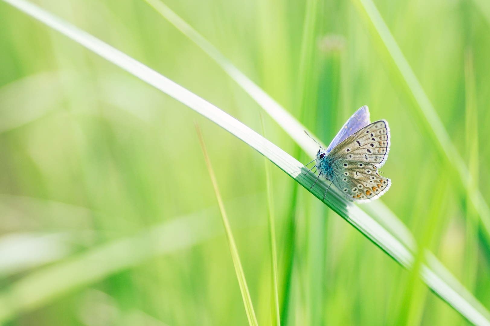 Holly blue butterfly